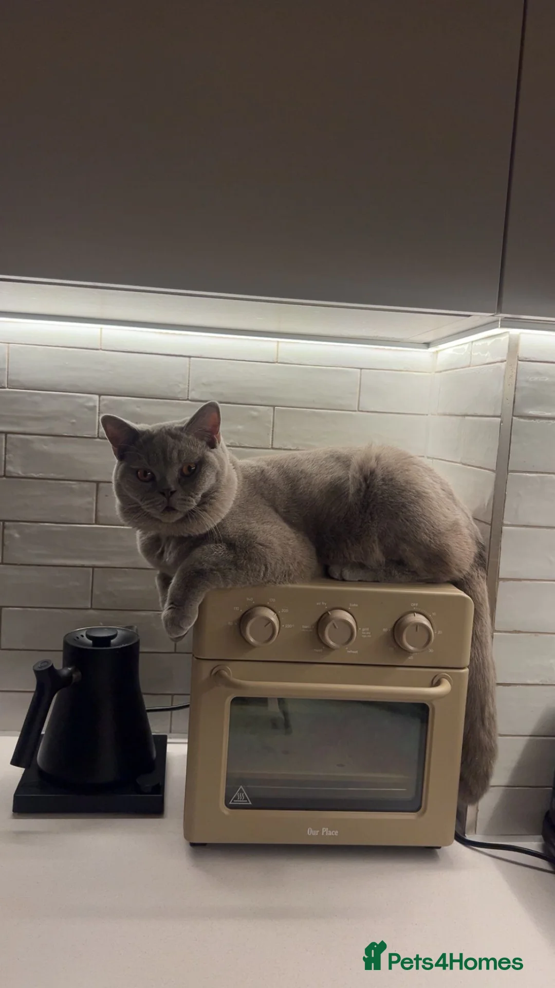 British Shorthair cats for sale: GCCF Lilac Male Pure-bred British Short Hair - Advert 2