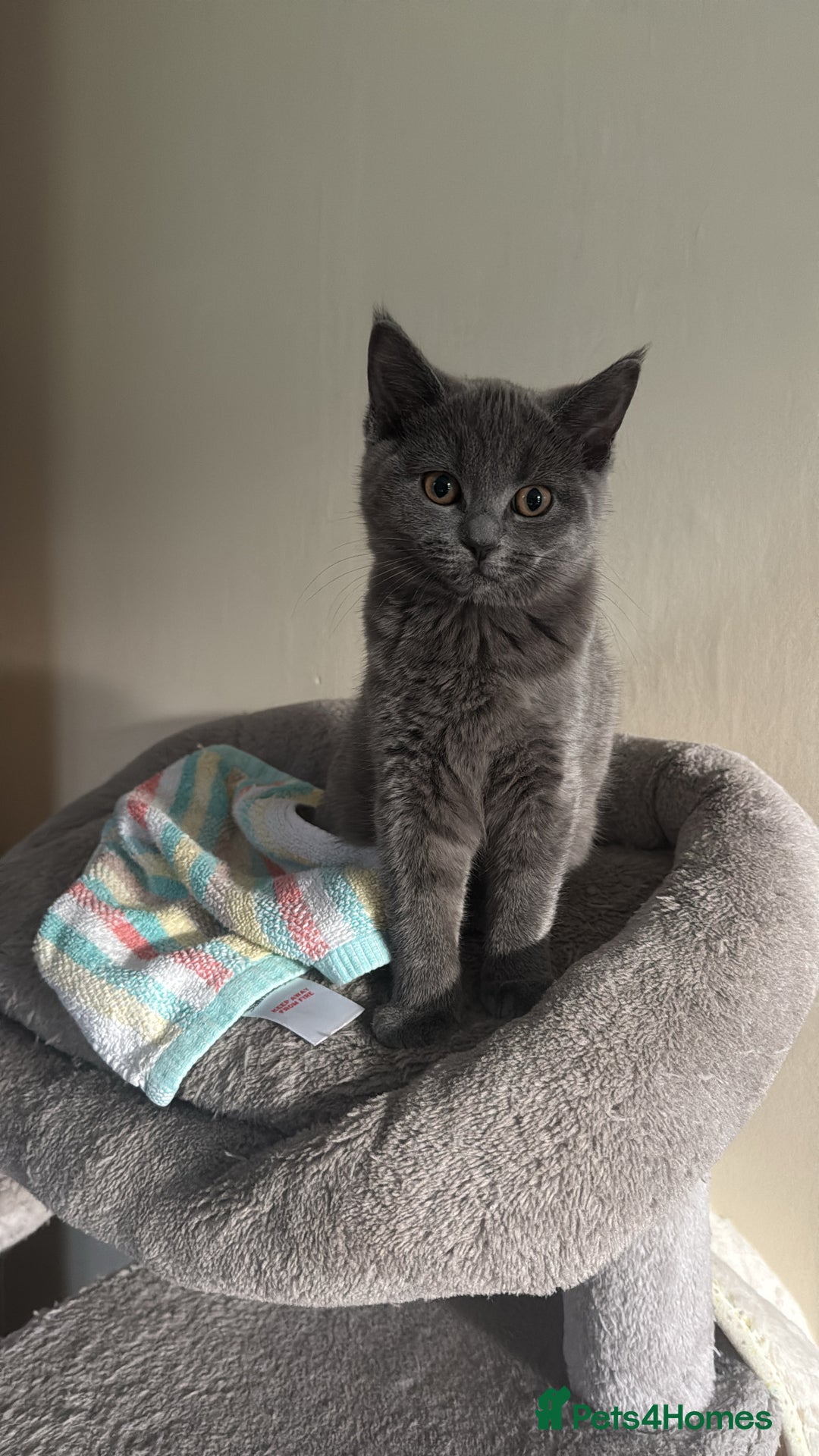 Mixed Breed cats for sale: Ragdoll x British short hair kitten - Advert 1