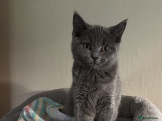 Mixed Breed cats Ragdoll x British short hair kitten - Advert 3