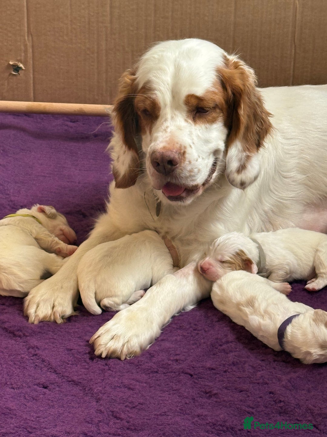 Clumber Spaniel dogs for sale: Pedigree KC Clumber Spaniel Puppies - Advert 2