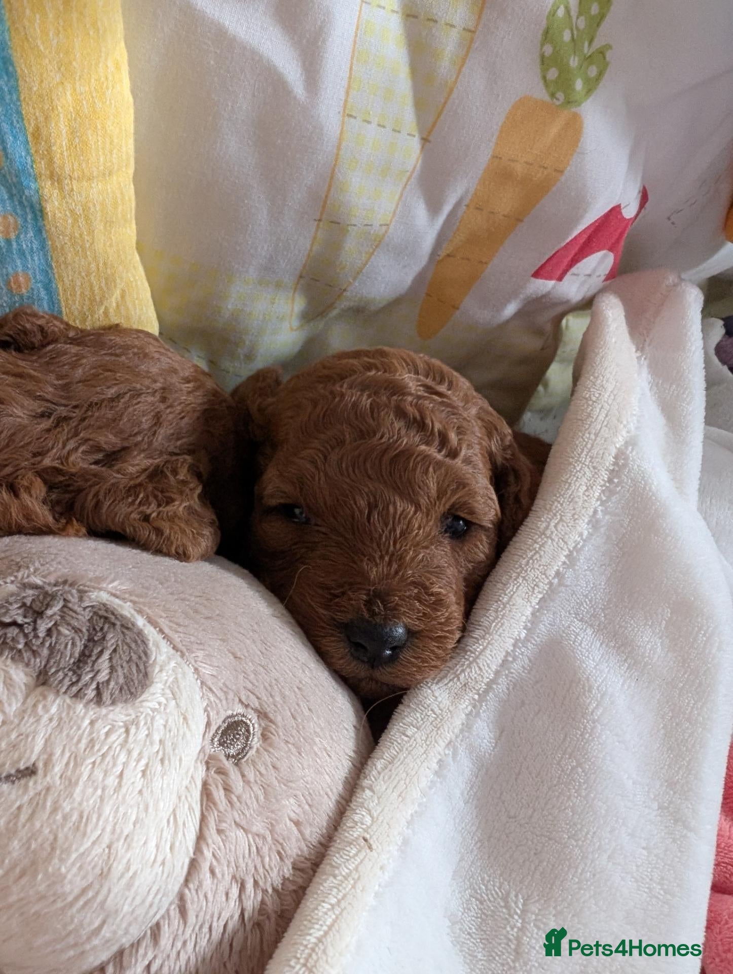 Cavapoo dogs F1B Deep Fox Red Toy DNA Clear Puppies  - Advert 2