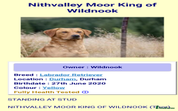 Labrador Retriever dogs for sale: Outstanding litter of working Labrador pups KC reg - Image 4