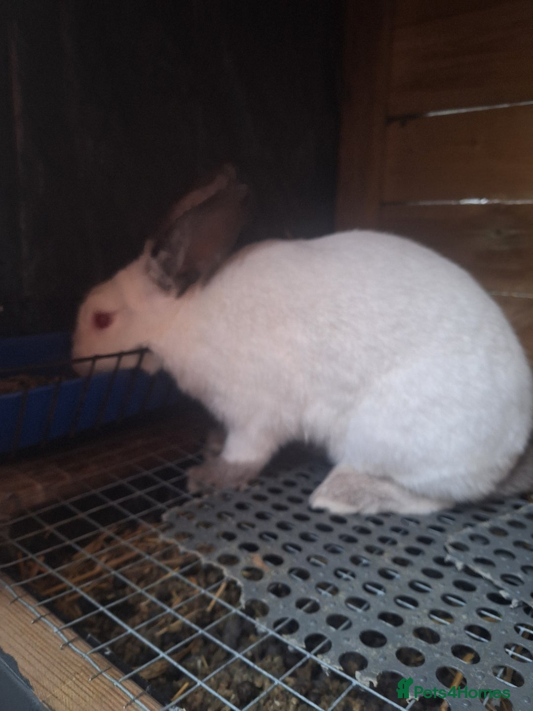 Mixed Breed rabbits for sale: New Zealand cross Californian rabbits Colony - Advert 8