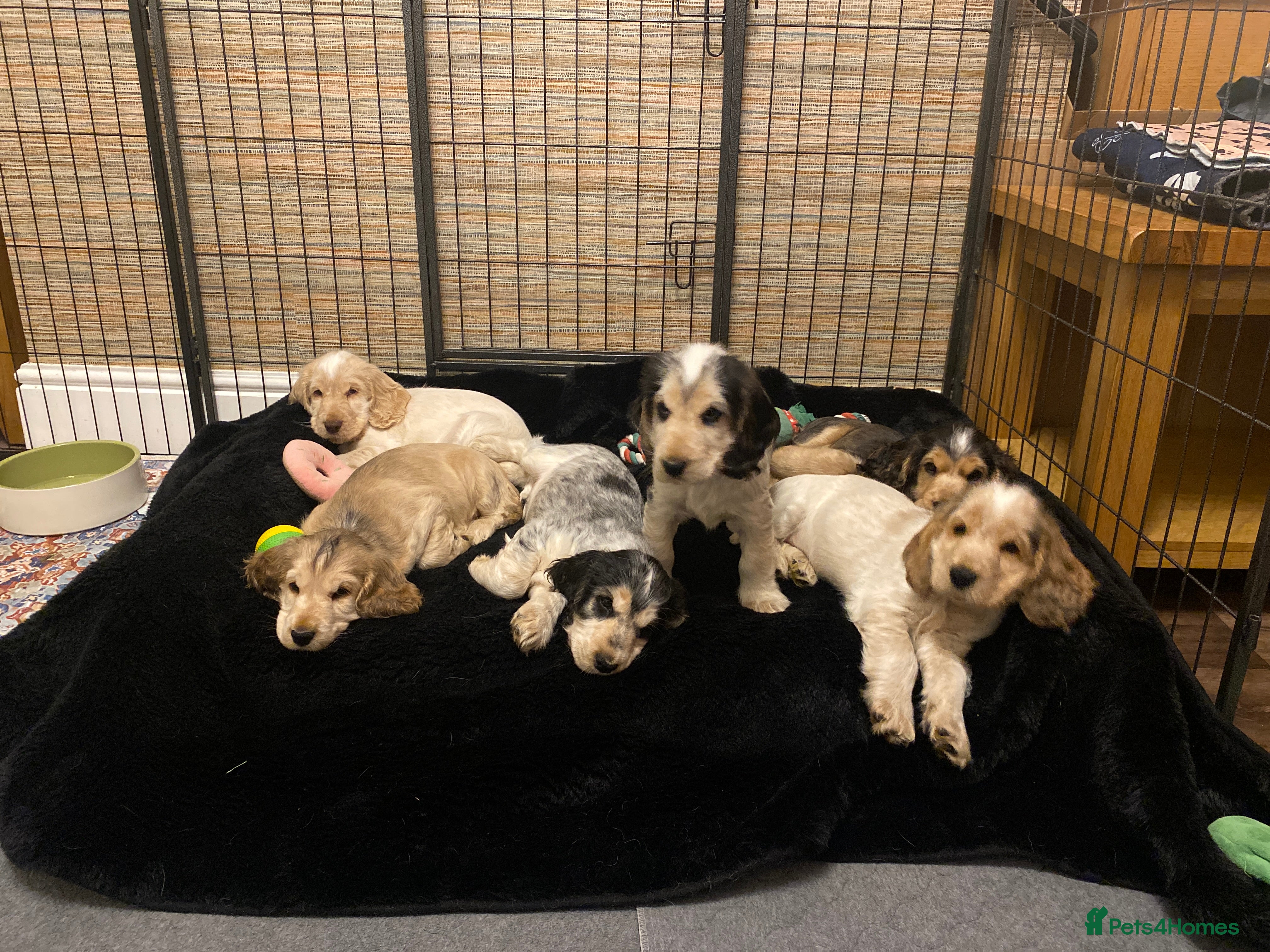 Cocker Spaniel dogs Stunning Litter of Show Cocker Spaniels  - Advert 2