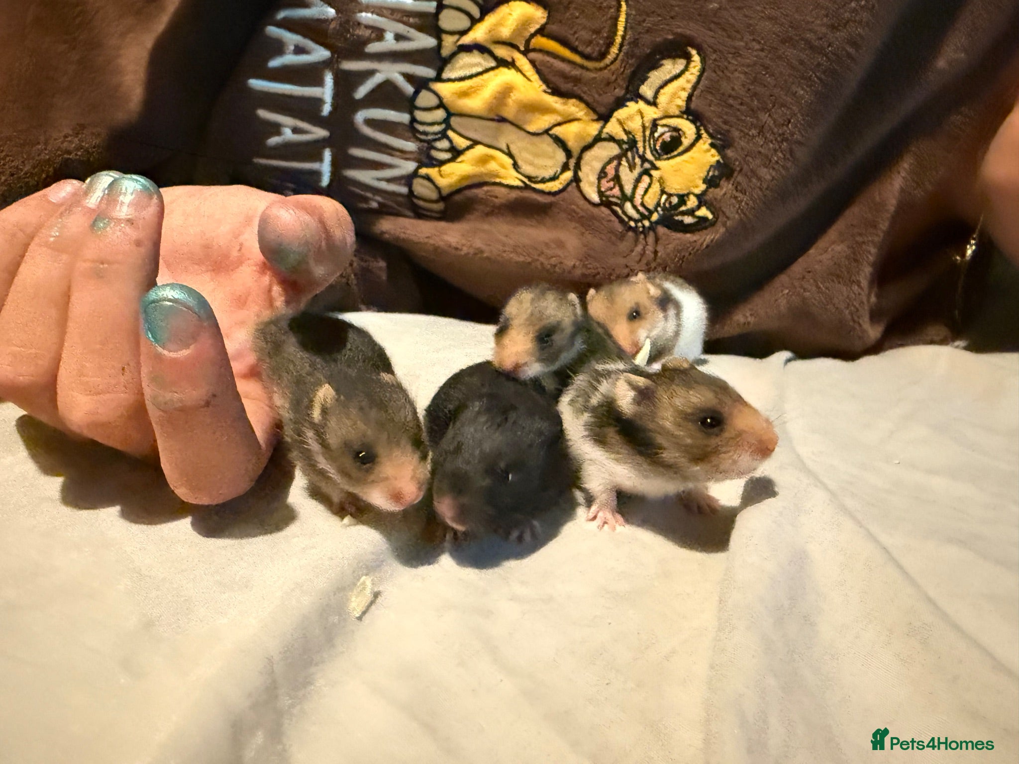 Hamster rodents Baby Syrian Hamsters - Advert 2