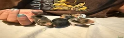 Hamster rodents for sale: Baby Syrian Hamsters in Lutterworth - Advert 1