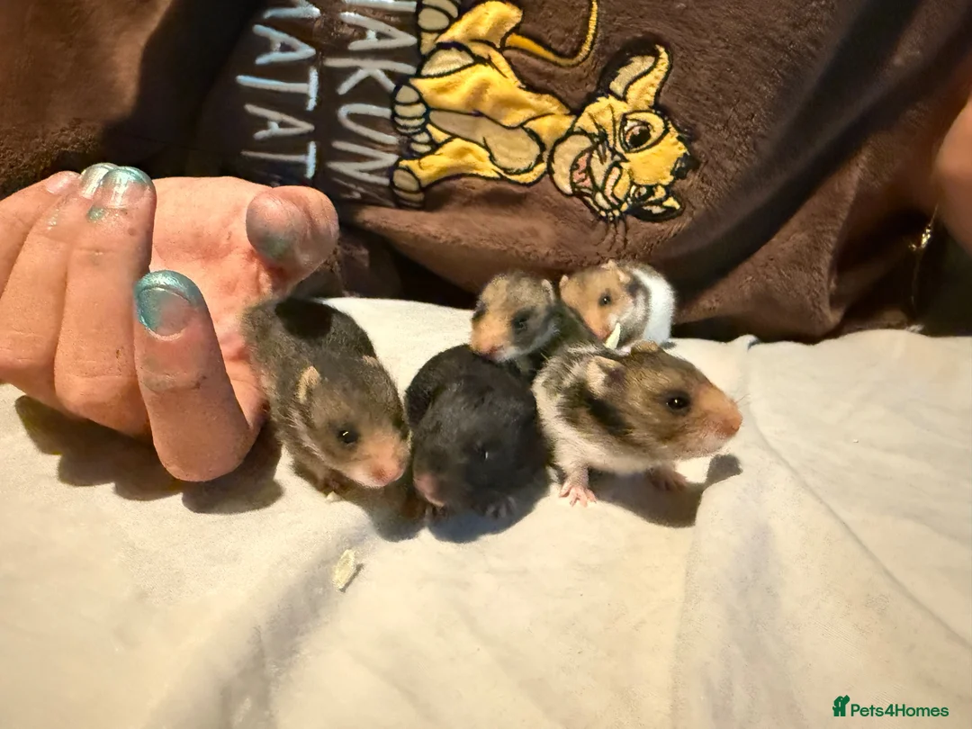 Hamster rodents for sale: Baby Syrian Hamsters in Lutterworth - Advert 1