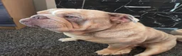Mixed Breed dogs for sale: Rolo - pocket bulldog - Advert 3