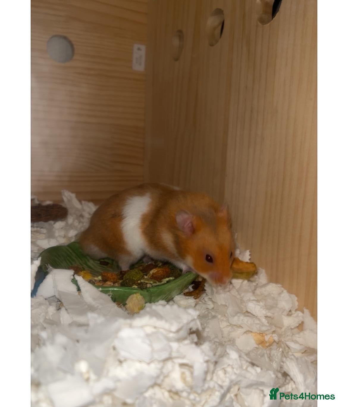 Hamster rodents Male syrian hamster 3 months  - Advert 6