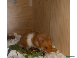 Hamster rodents Male syrian hamster 3 months - Advert 1