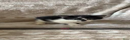 Mixed Breed cats for sale: Adorable kittens for sale, ready now, M+F in Barnsley - Advert 4