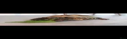 Tortoise reptiles for sale: Male tortoise in Colne - Advert 1