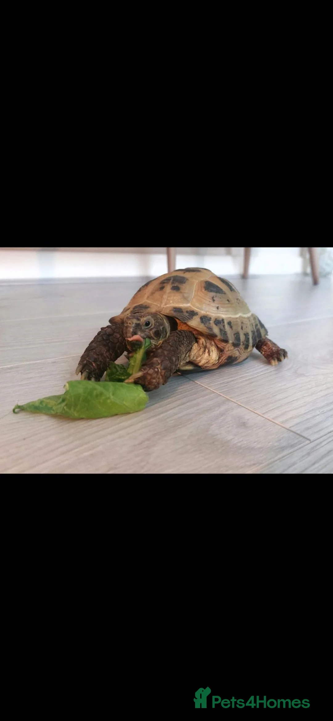 Tortoise reptiles for sale: Male tortoise in Colne - Advert 1