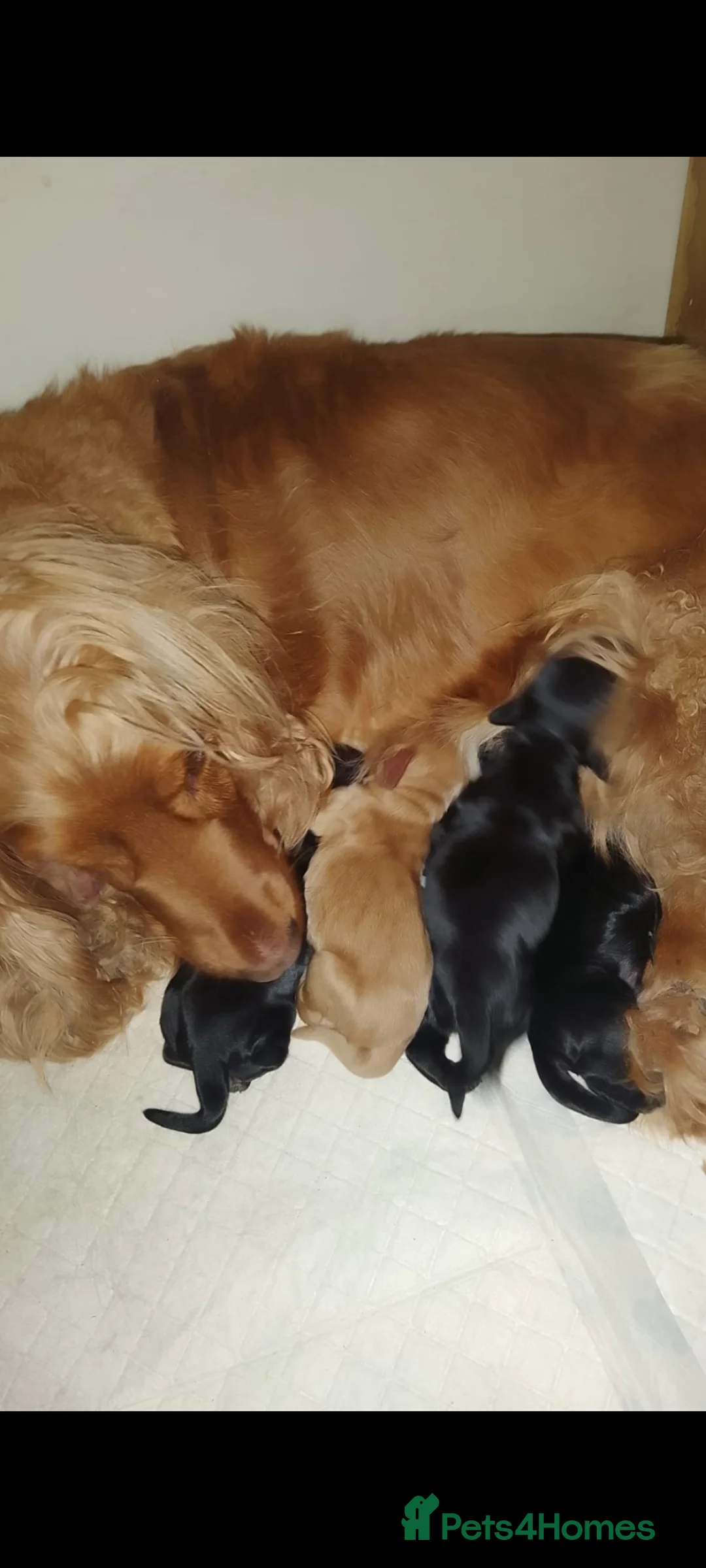 Cocker Spaniel dogs for sale: KC Registered Show Cocker Spaniel Female Puppy - Advert 11