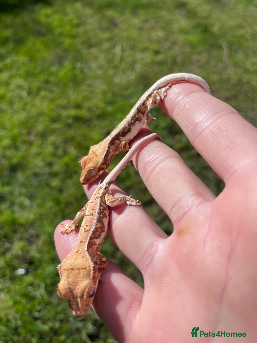 Gecko reptiles for sale: Crests geckos ford sale  - Image 5