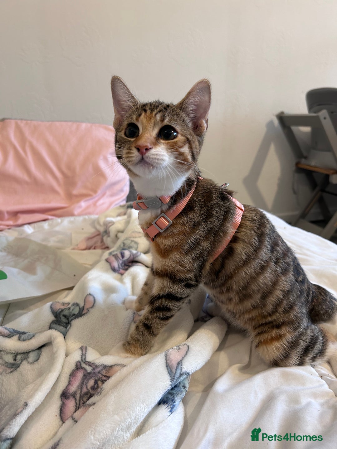 Domestic Shorthair cats for sale: Tabico Kitten - Image 7