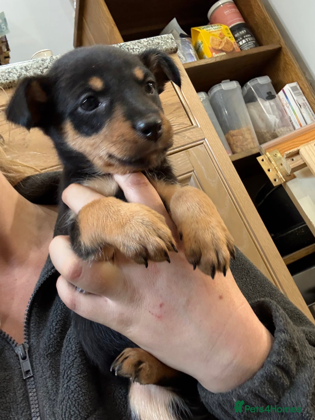 Australian Kelpie dogs for sale: Beautiful Australian kelpies  - Advert 2