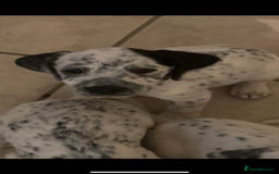 Mixed Breed dogs for sale:  Dalmaspoodles! Dalmation X springer/poodle pups - Image 34