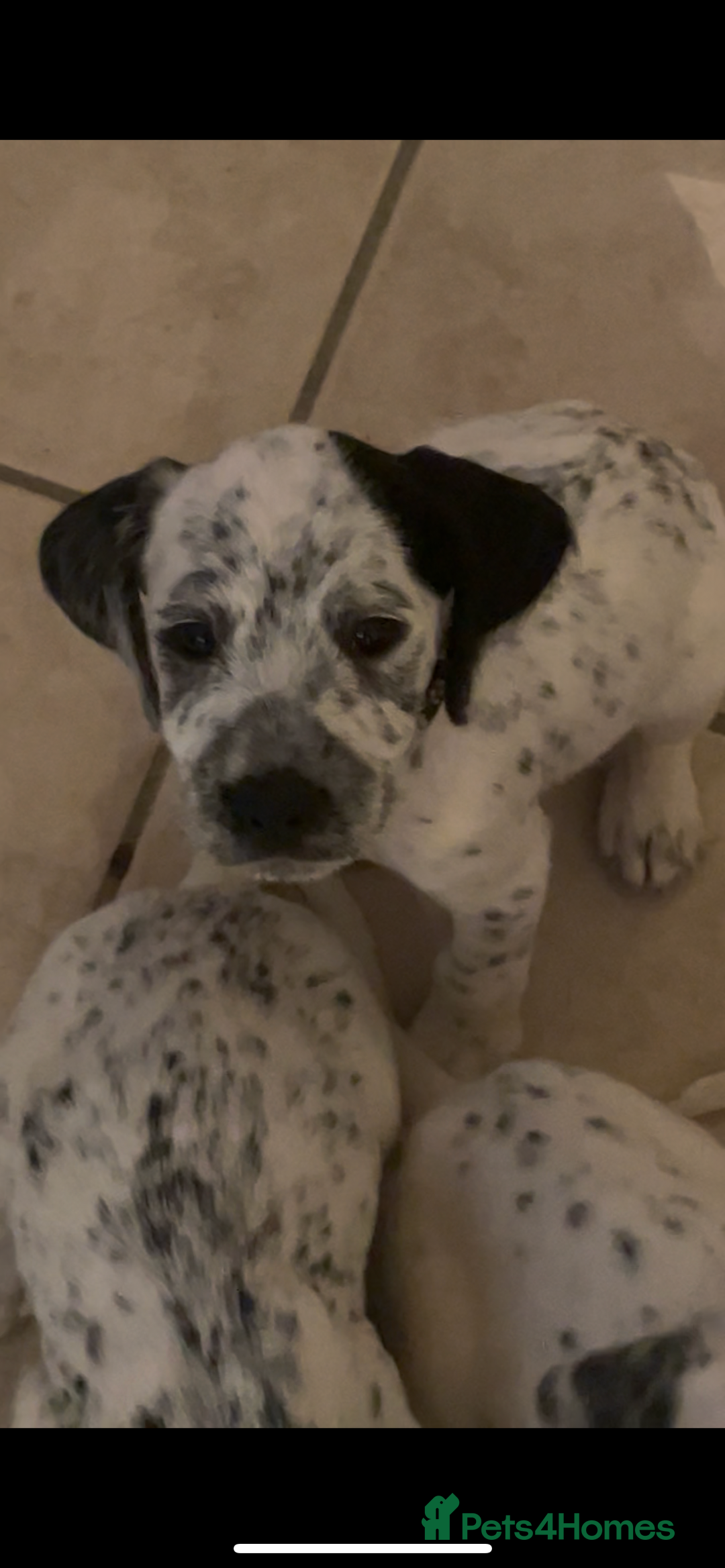 Mixed Breed dogs for sale:  Dalmaspoodles! Dalmation X springer/poodle pups - Image 34