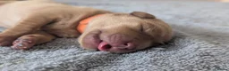 Labrador Retriever dogs for sale: KC Registered Fox Red Labrador Puppies - Advert 11