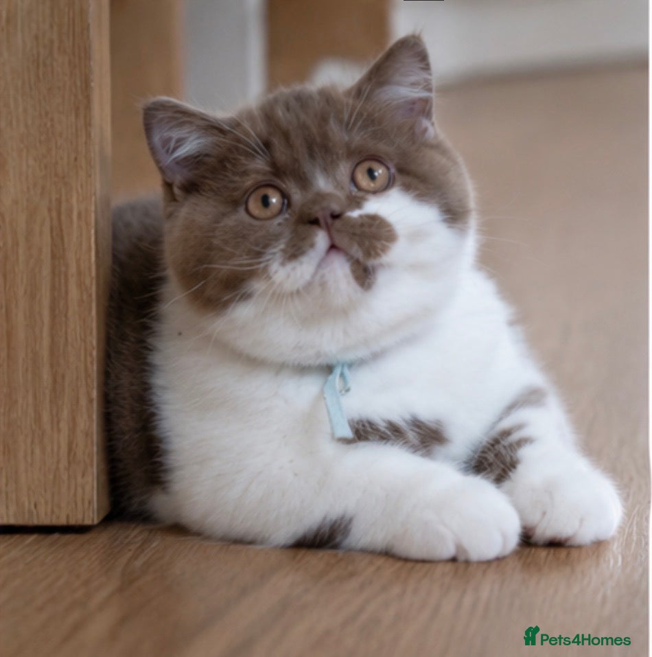 British Shorthair cats Ready to leave 12.05.26 ✨1 boy left  ! - Advert 17