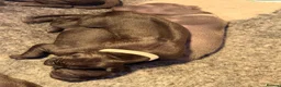 Thai Ridgeback dogs for sale: Thai ridgeback  in Ripon - Advert 10