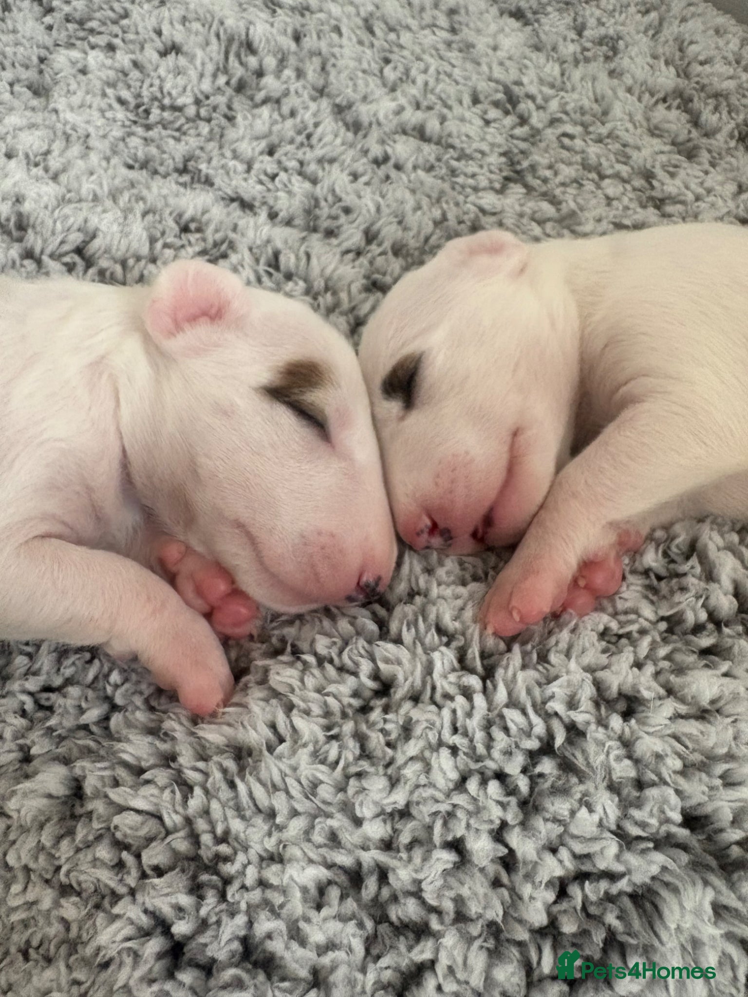 Bull Terrier dogs Top quality bull terrier puppies  - Advert 17