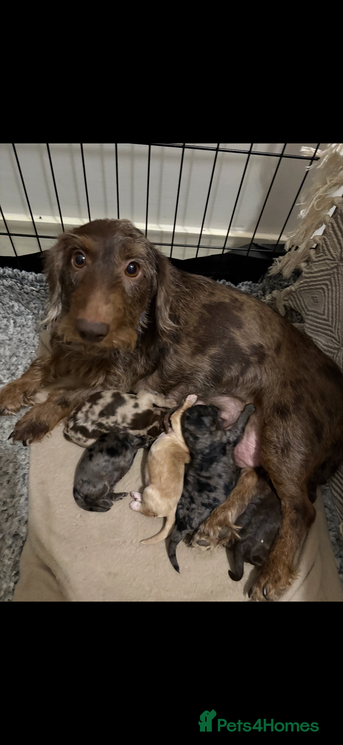 Mixed Breed dogs for sale: doxiepoo pups x2 female x4 male  - Advert 5