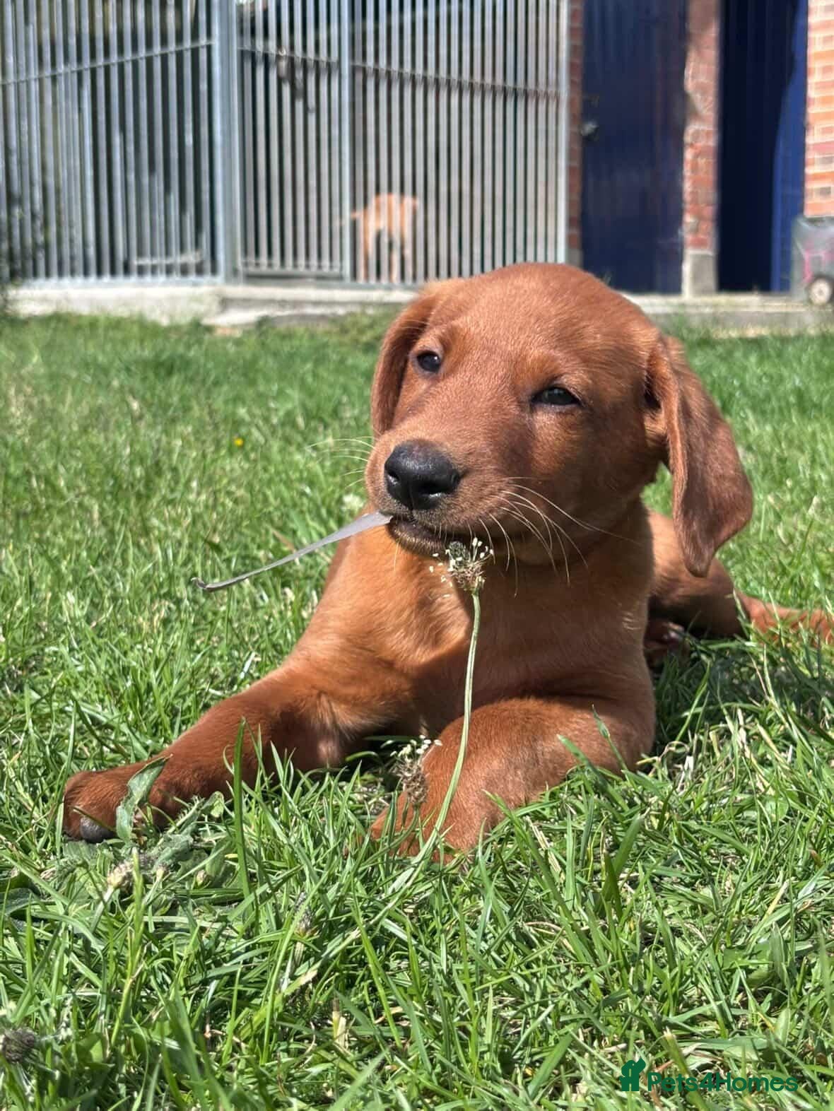 Labrador Retriever dogs Fox red labrador puppies - Advert 6