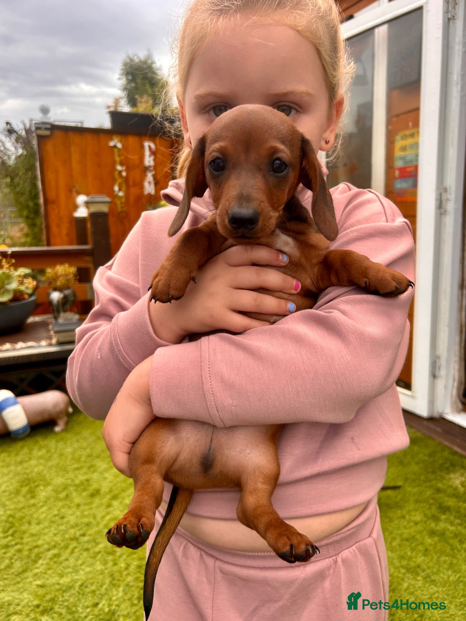 Miniature Dachshund dogs  miniature dachshund  - Advert 1