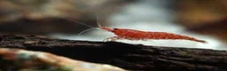 Shrimps fish for sale: 🔥Juv. RED & BLUE SHRIMP🦐 + free plant 🍃 - Advert 3