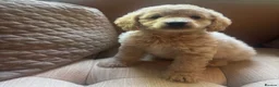 Cavapoo dogs for sale: Exceptional curly coat health tested cavapoo pups in Otley - Advert 15