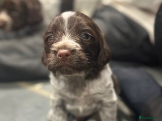 Sprocker dogs for sale - Advert 1
