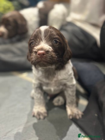 Sprocker dogs - Advert 5