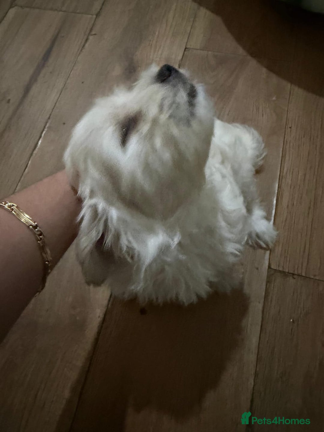 Maltese dogs for sale: Little Mia looking for forever home  - Image 12