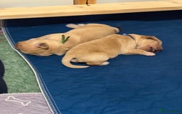 Golden Retriever dogs for sale: Beautiful Golden Retriever boys  - Image 11