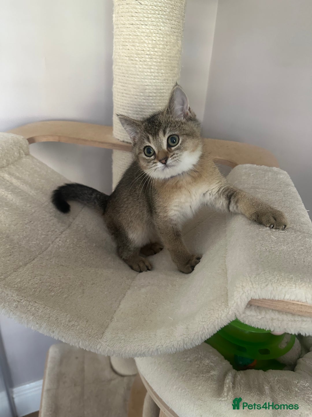 British Shorthair cats for sale: ‼️Ready now, last kitten left TICA registered  - Image 27
