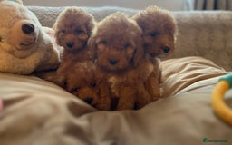Cockapoo dogs for sale: F1 cockapoo puppies- Health test clear  - Image 15