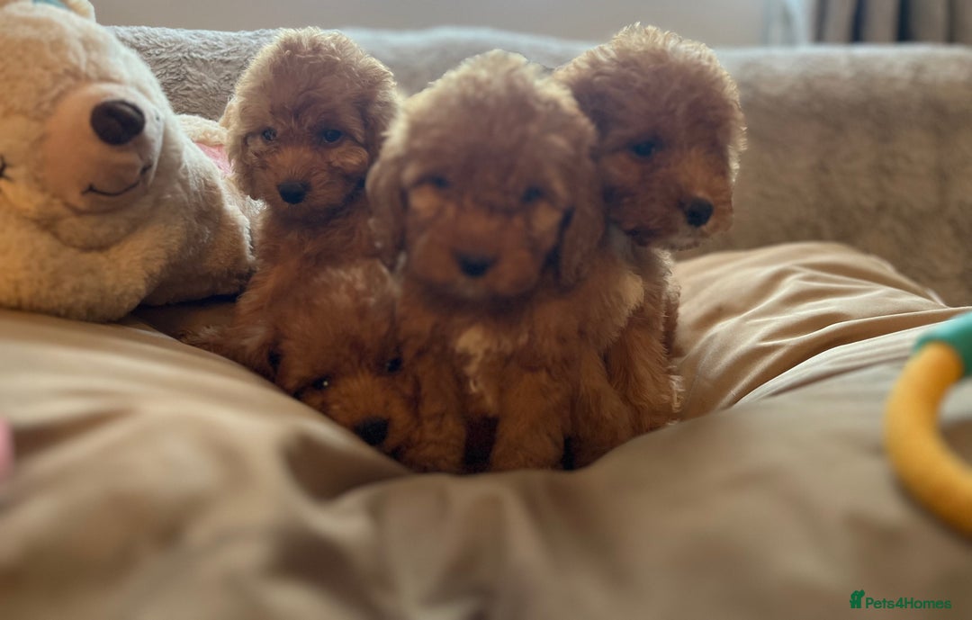 Cockapoo dogs for sale: F1 cockapoo puppies- Health test clear  - Image 15