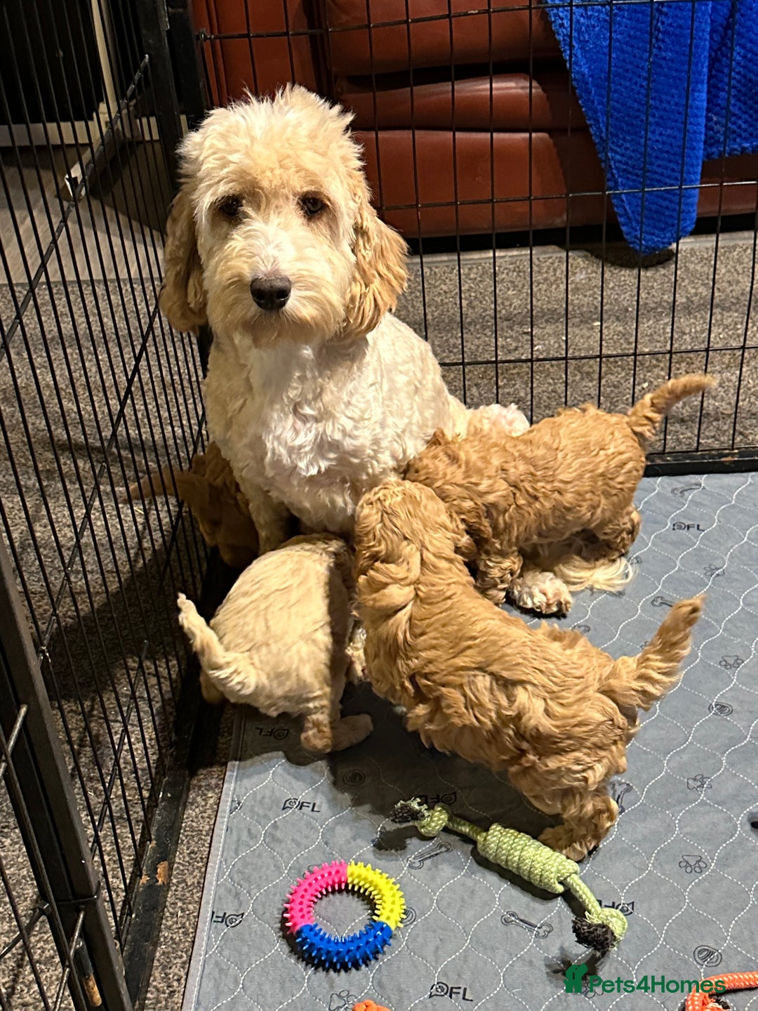 Cockapoo dogs for sale: Show Type Cockapoo Puppies - DNA tested parents - Advert 6