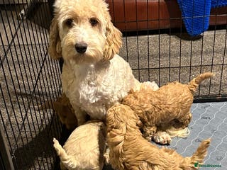 Cockapoo dogs Show Type Cockapoo Puppies - DNA tested parents - Advert 15
