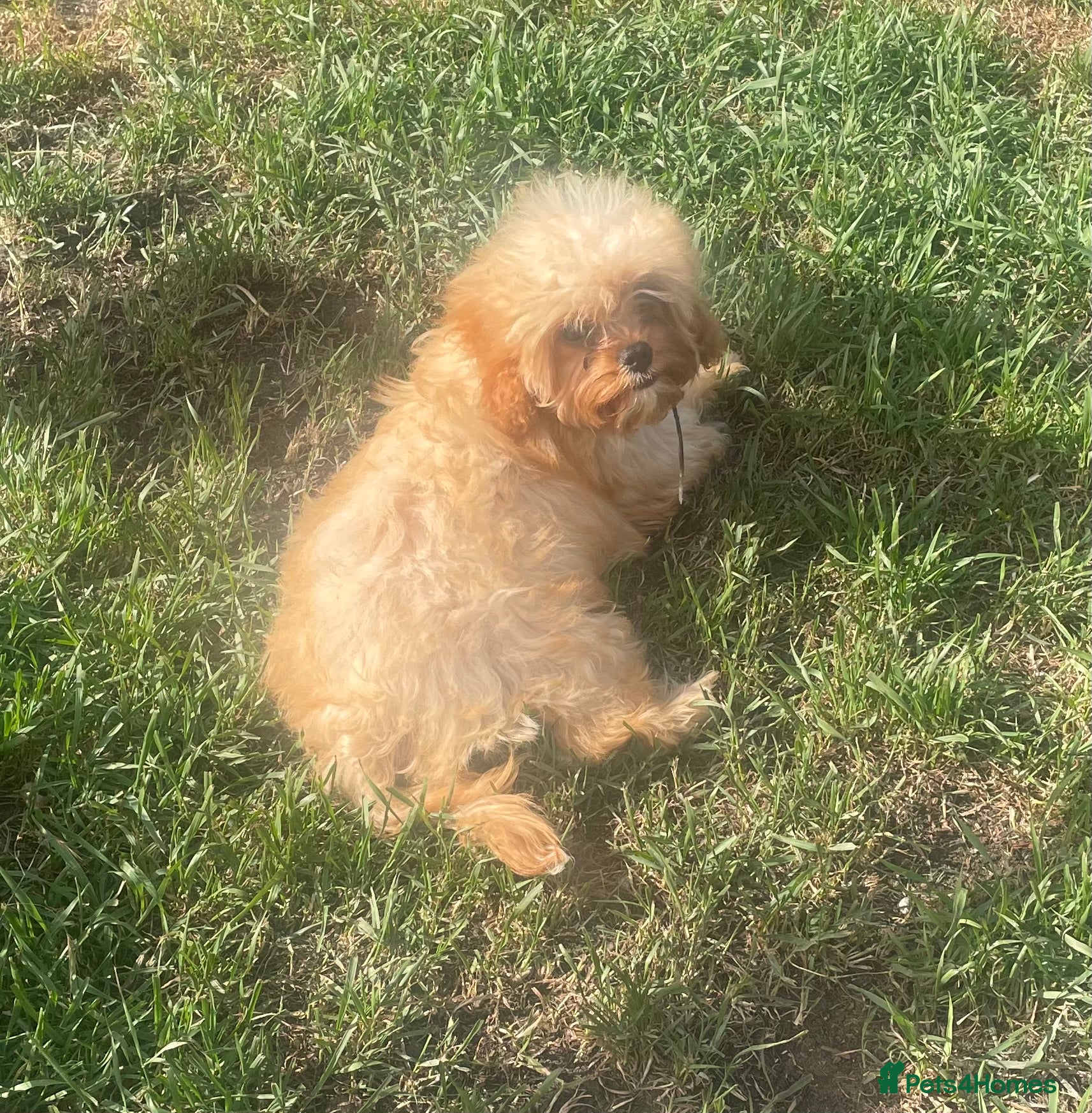 Cavapoo dogs Cavapoo puppies - Advert 17