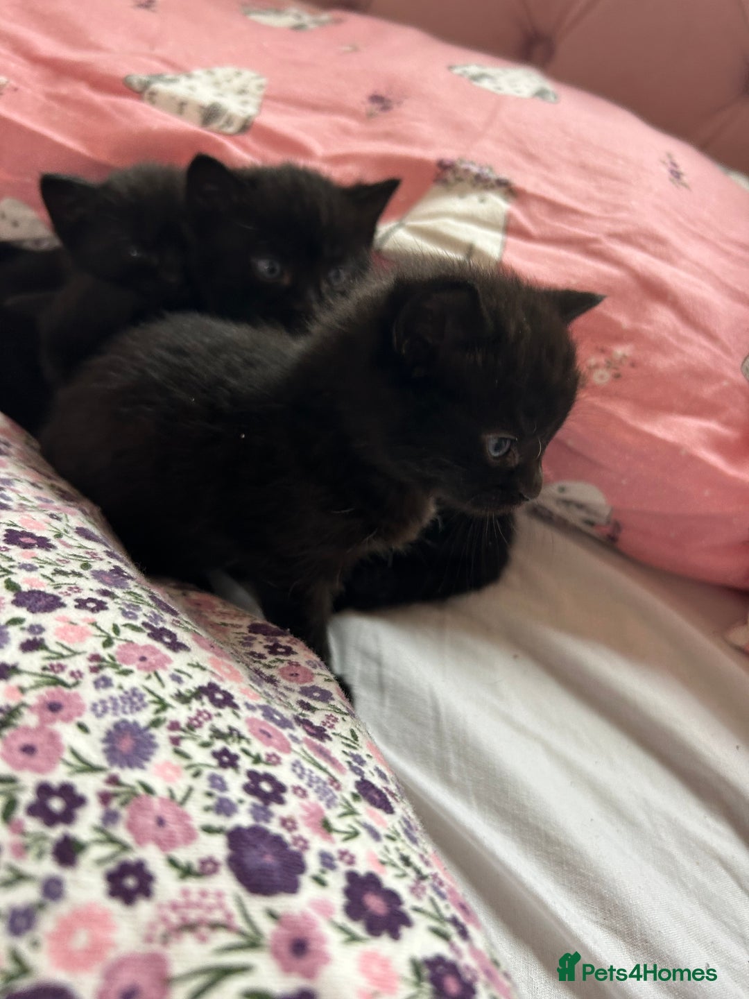 British Shorthair cats for sale: Black kittens  - Image 5