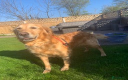 Golden Retriever dogs for sale: 6 year old adorable golden retriever  - Image 2