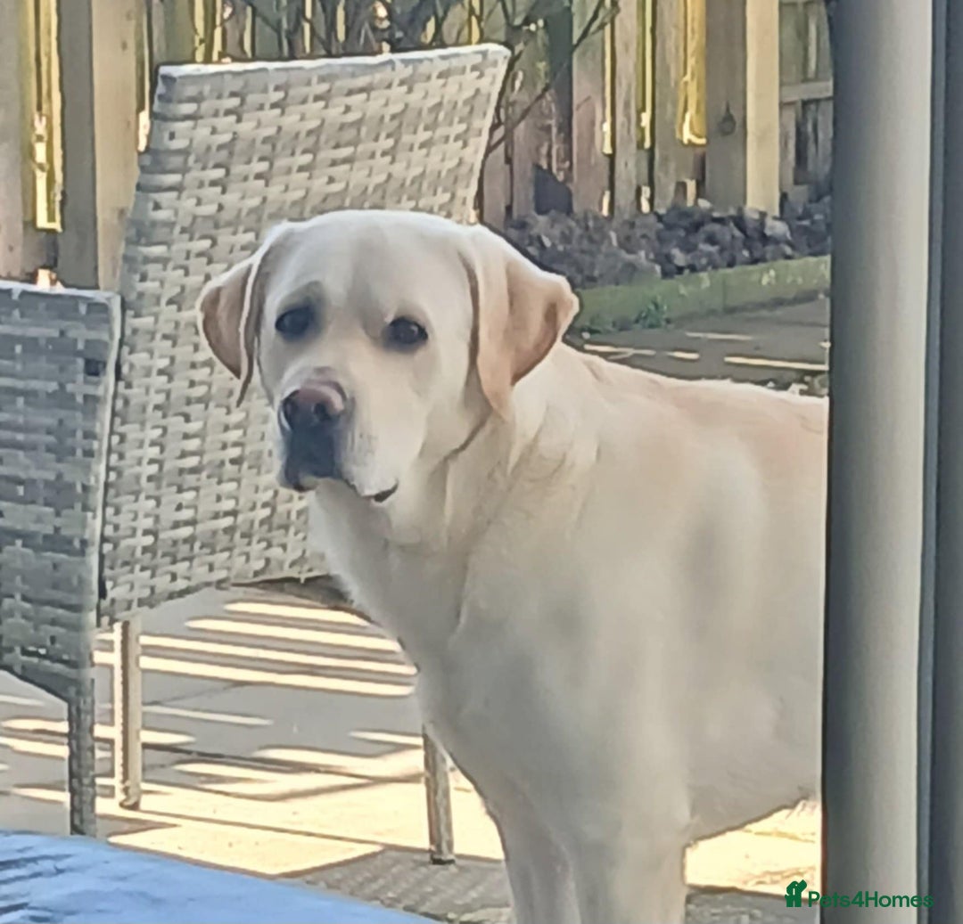 Labrador Retriever dogs for stud: KC Reg Health Tested Stud Dog in Ayr - Advert 3