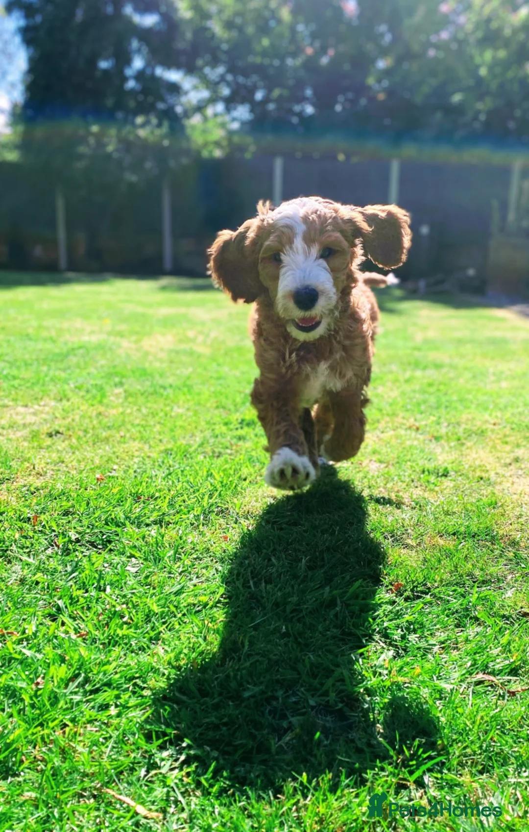 Goldendoodle dogs for stud: Alfie, Proven Goldendoodle for stud-Health Tested in Southport - Advert 7