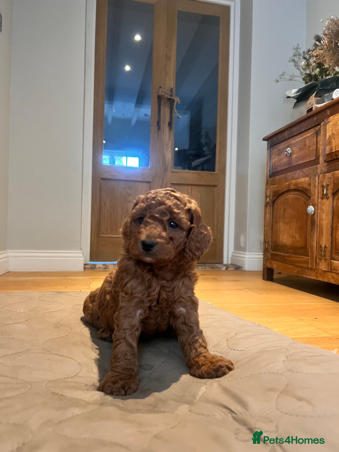 Cockapoo dogs for sale: Adorable cockapoo puppies ready 23.12.25   - Advert 5