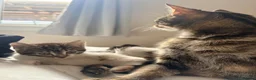 Mixed Breed cats for sale: Kittens  - Advert 5