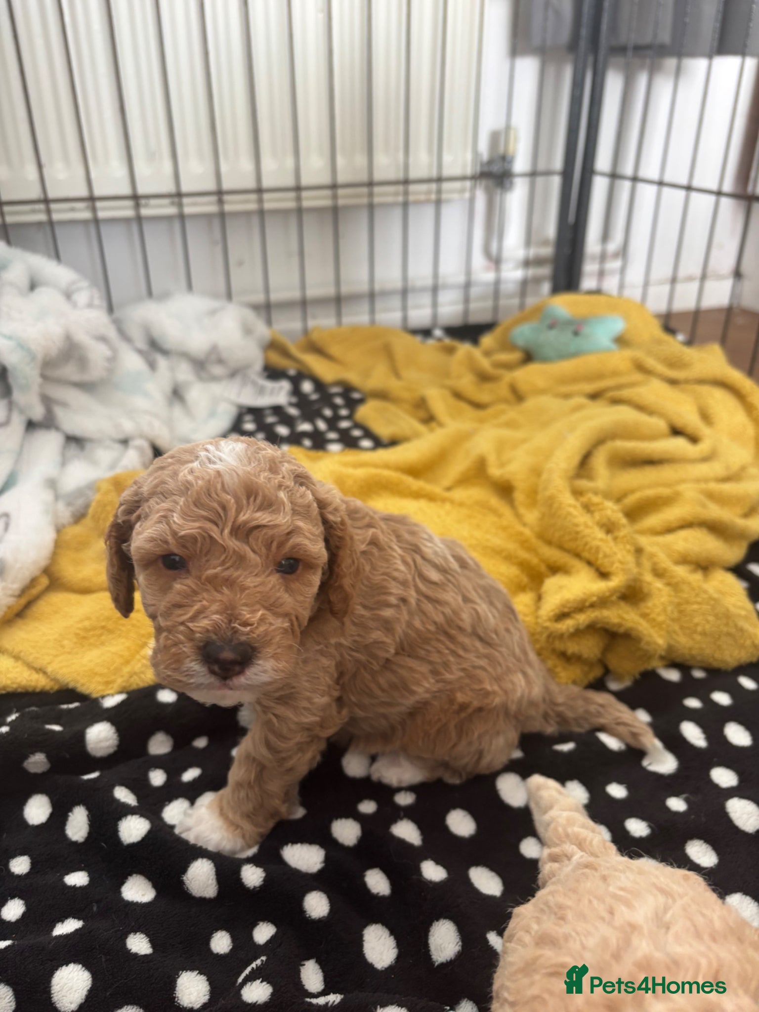 Mixed Breed dogs Adorable  cockapoo x Cavapoo puppies  - Advert 1