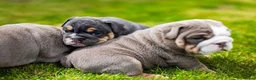 English Bulldog dogs for sale: English Bulldog Puppies  - Advert 6